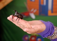 Bug