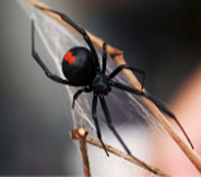 redback