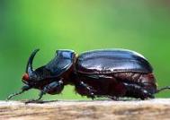 beatle