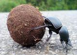 beatle2